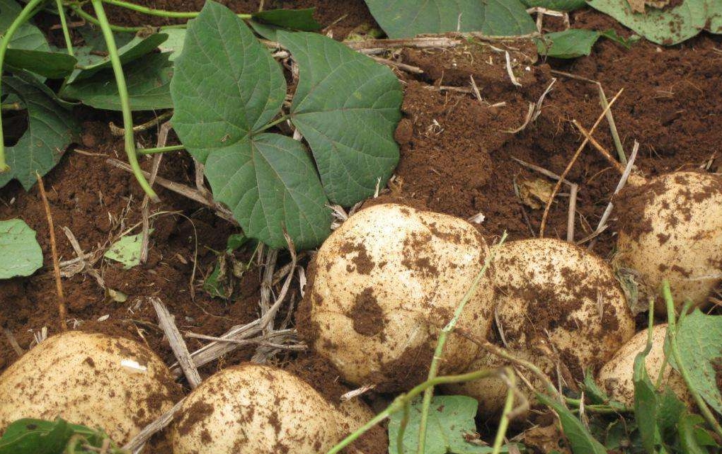Pachyrhizus erosus